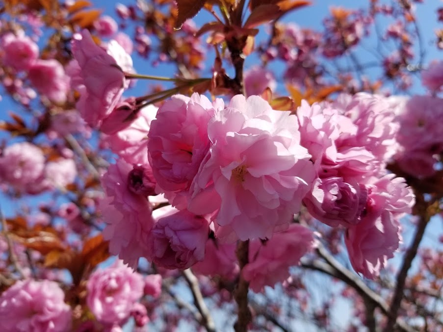 滝山公園の八重桜