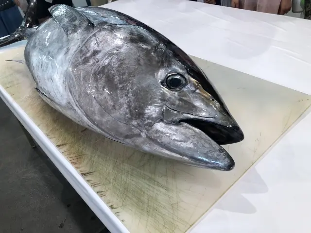 マグロ解体