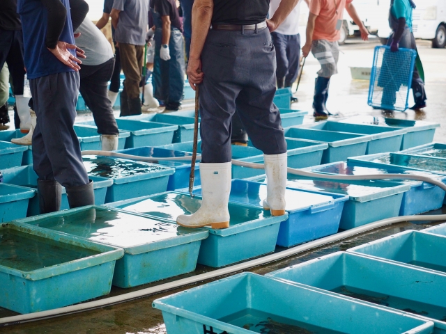 マグロ解体