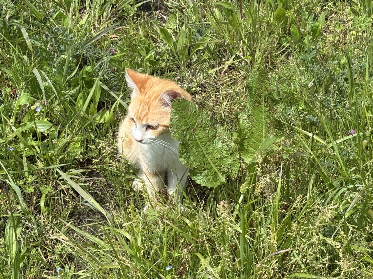 にゃんだふるフェスティバル